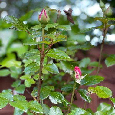 Rose 'England's Rose' (Shrub)