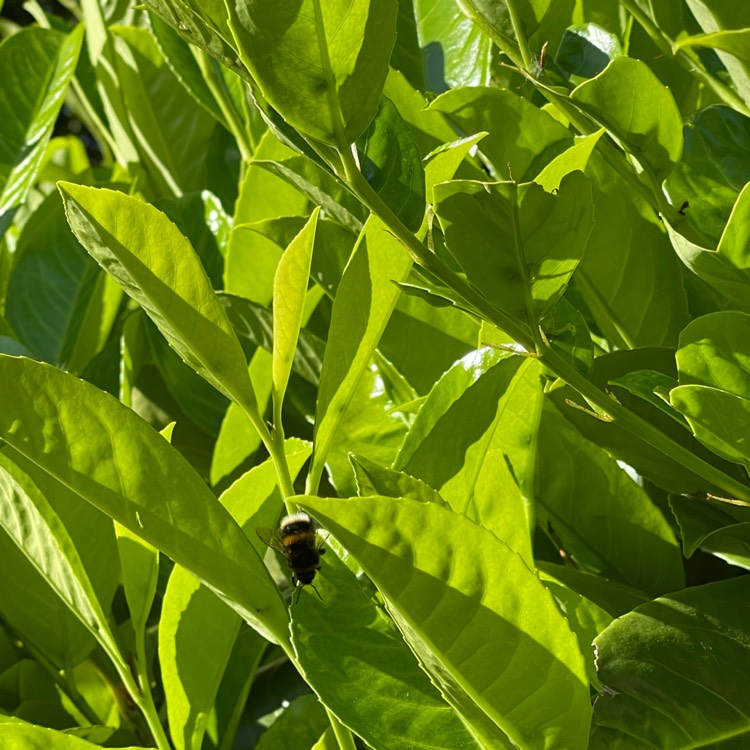 Plant image Griselinia littoralis