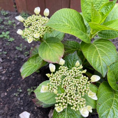 Hydrangea