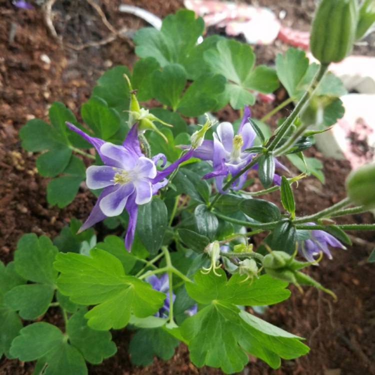 Plant image Aquilegia vulgaris 'Winky Blue And White'