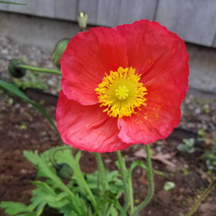 Plant image Papaver nudicaule 'Artist's Glory'