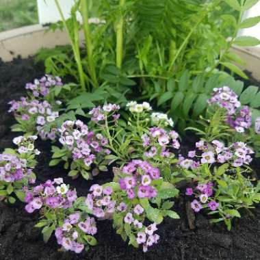 Lobularia maritima  syn. Alyssum maritimum