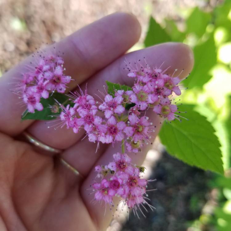 Plant image Spiraea japonica 'Candlelight'