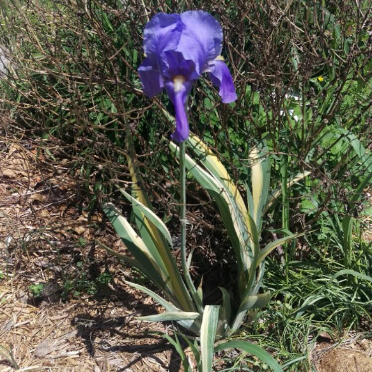 Plant image Iris Pallida 'Albo-variegata' syn. Argentea Variegata'