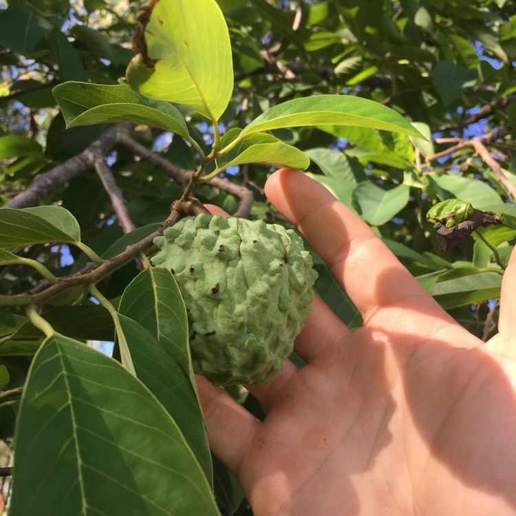 Plant image Annona Cherimoya syn. annona chirimoya