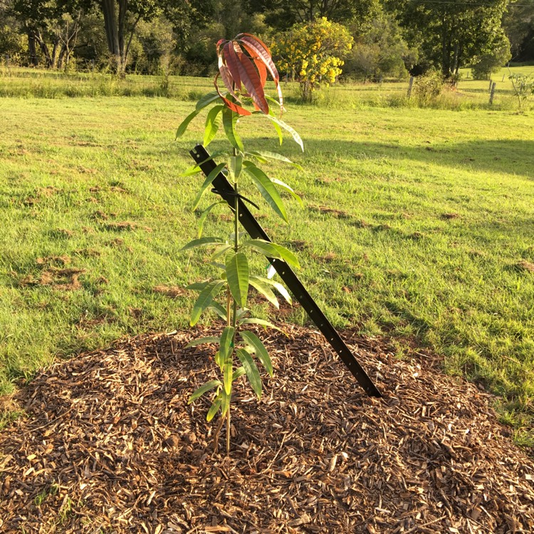 Plant image Mangifera Indica 'Kensington Pride'