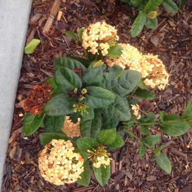 Ixora 'Maui Yellow'