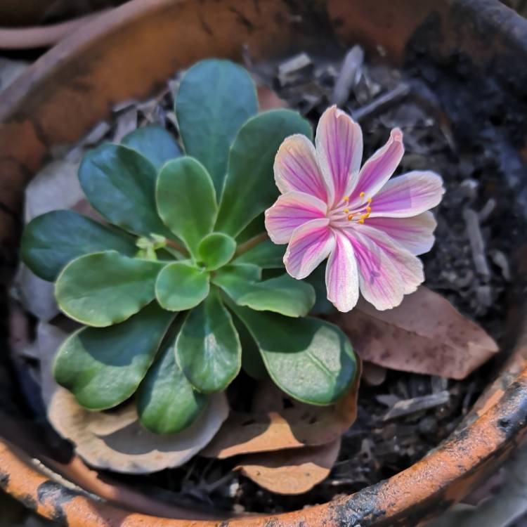 Plant image Lewisia Cotyledon 'Beckneri'