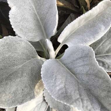 Senecio Angel Wings