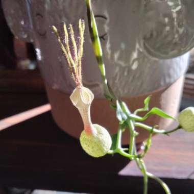 Ceropegia Simoneae