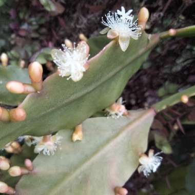 Rhipsalis elliptica