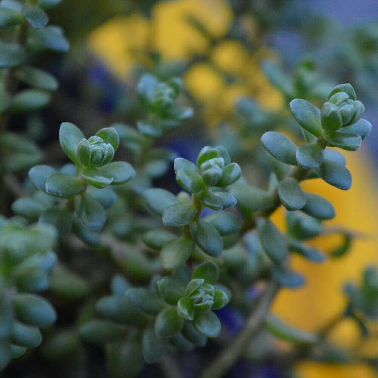 Plant image Sedum 'Star Carpet'