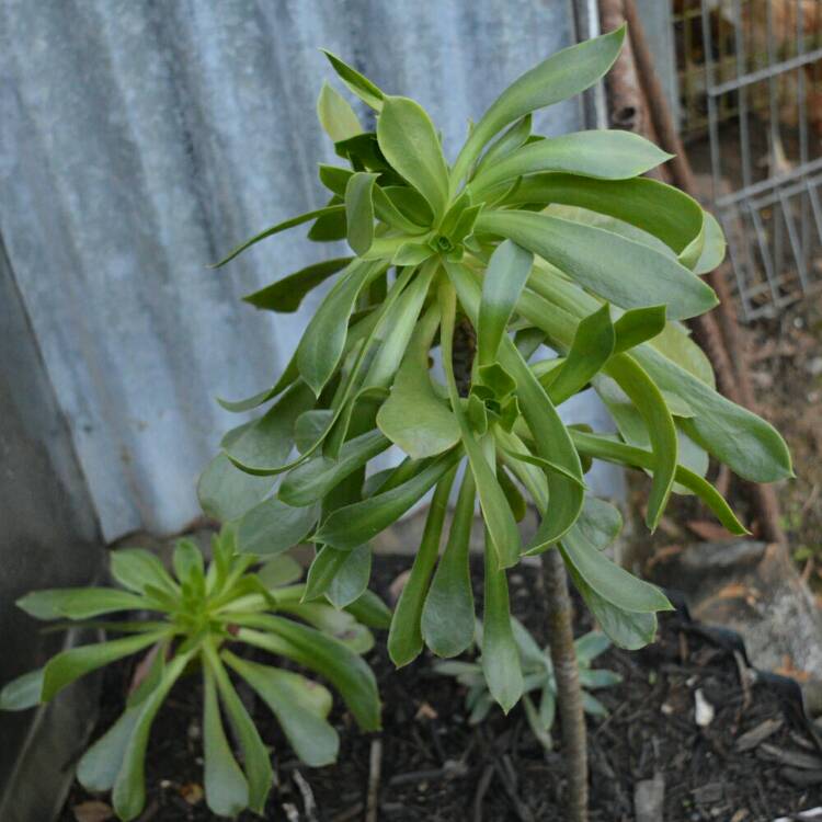 Plant image Aeonium Urbicum