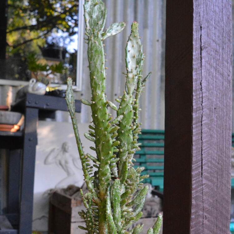 Plant image Opuntia Vulgaris Monacantha