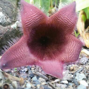 Stapelia Leendertziae X Stapelia Grandiflora