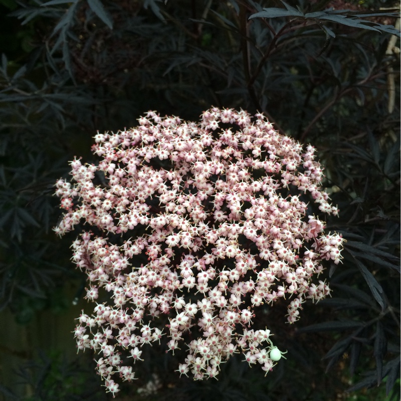 Plant image Sambucus nigra f. porphyrophylla 'Eiffel 1' syn. Sambucus nigra f. porphyrophylla 'Black Tower'