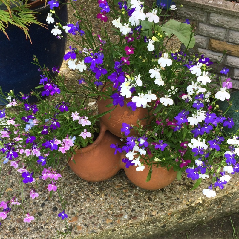 Plant image Lobelia Erinus 'Cambridge Blue'