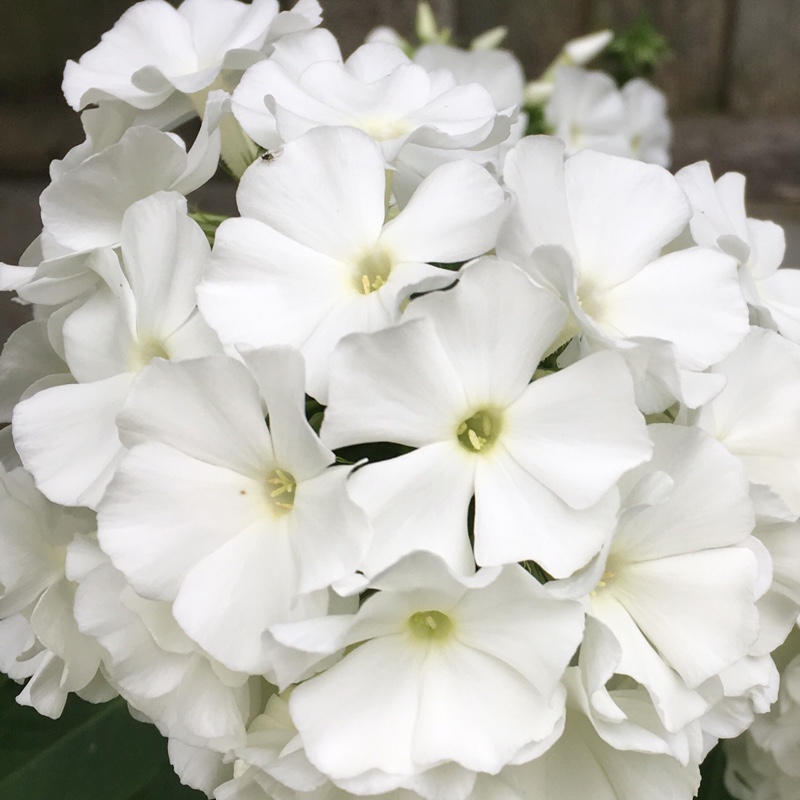 Plant image Phlox paniculata 'Mia Ruys'