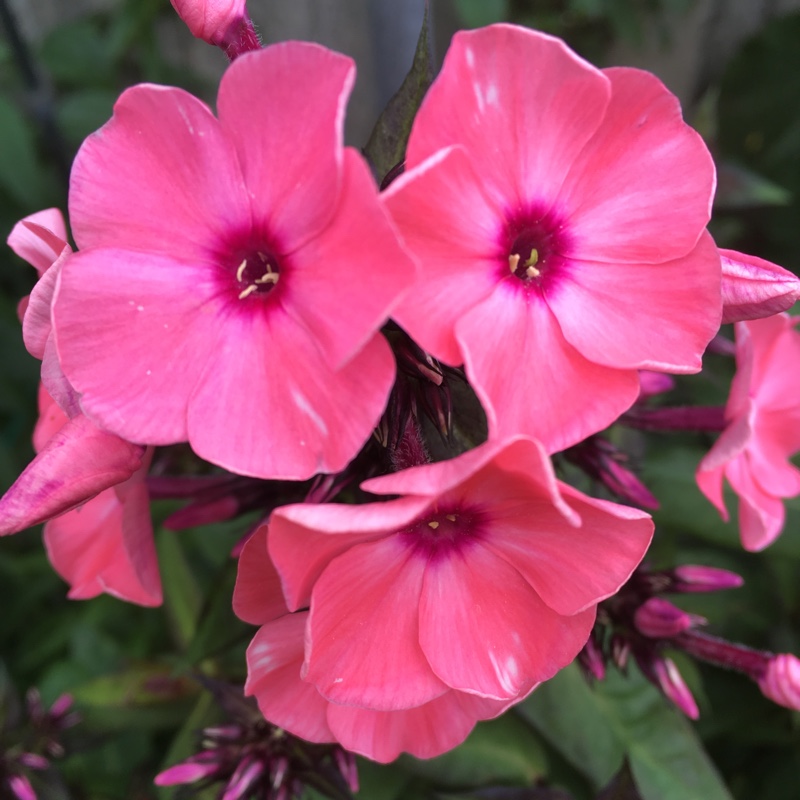 Plant image Phlox paniculata 'Utopia'