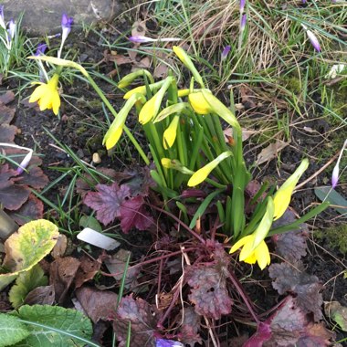 Narcissus 'Tête-à-Tête'