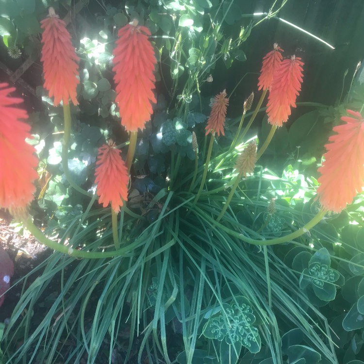 Plant image Kniphofia 'Percy's Pride'