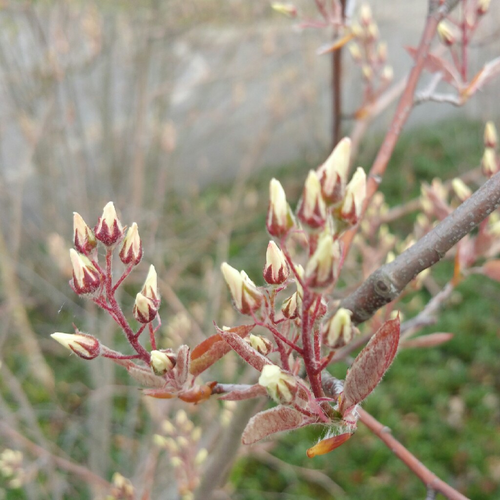 Plant image Amelanchier canadensis