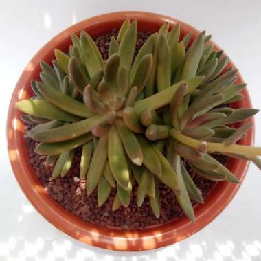 x Pachyveria Flambeau