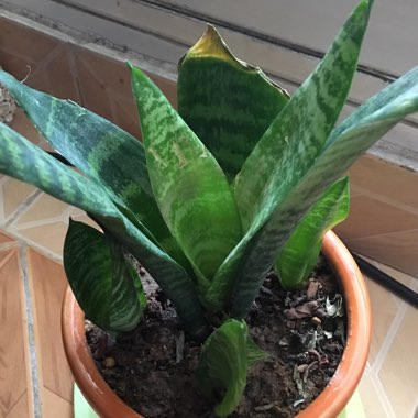 Snake Plant