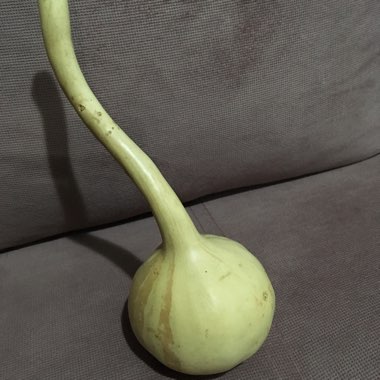 Bottle Gourd