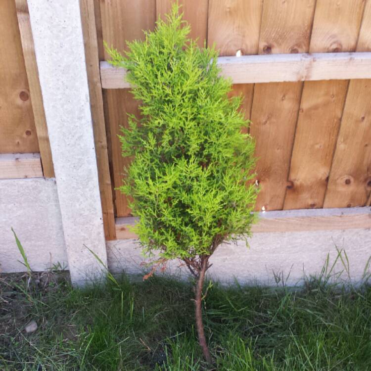 Plant image Cupressus macrocarpa 'Golden Pillar'