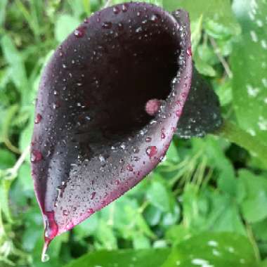 Calla Lily 'Black Star'