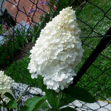 Hydrangea 'Vanille Fraise'