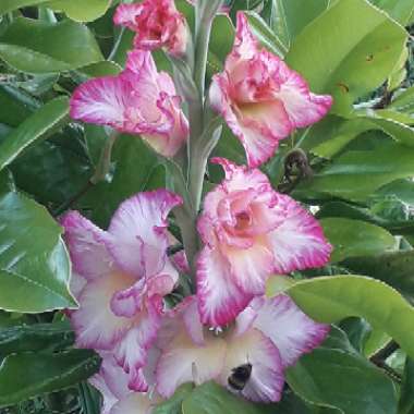 Gladioli 'Priscilla' (Large-flowered)