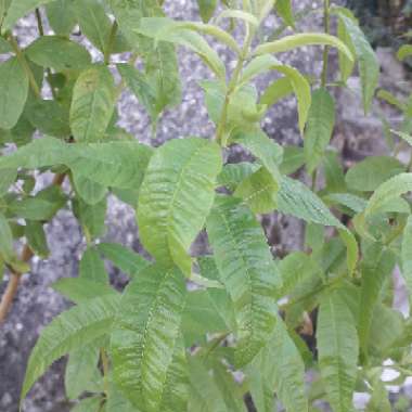 Lemon Verbena