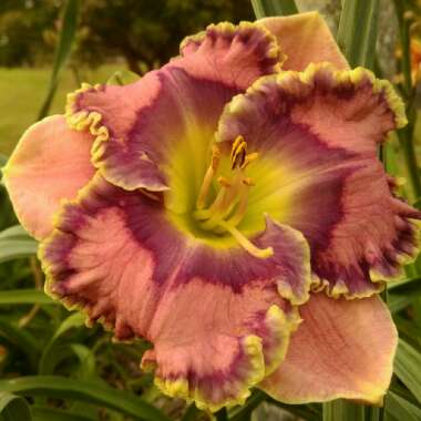 Daylily