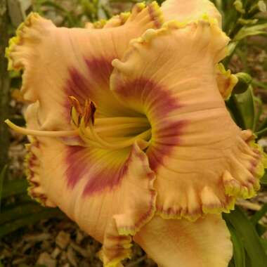 Daylily