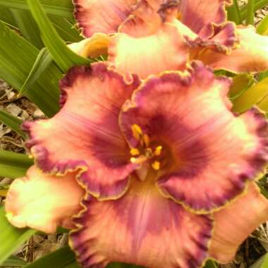 Daylily