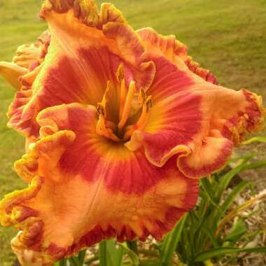 Daylily