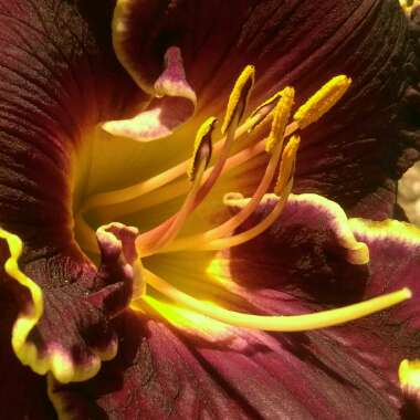 Daylily