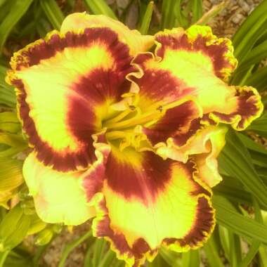 Daylily