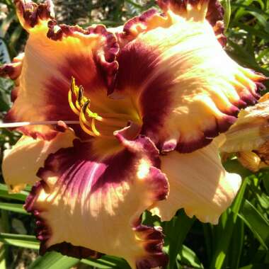 Daylily