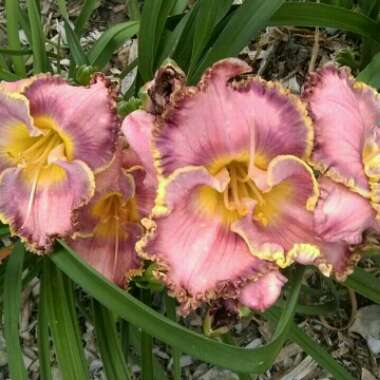 Daylily