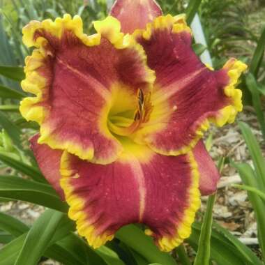 Daylily