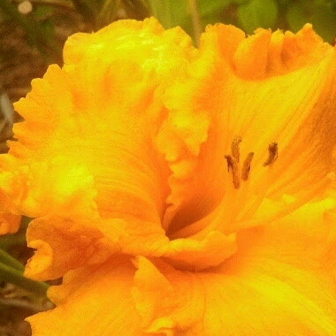 Daylily