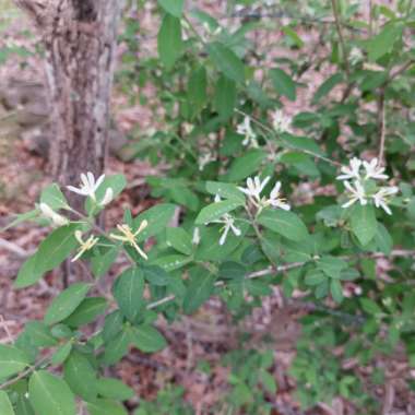 Lonicera morrowii