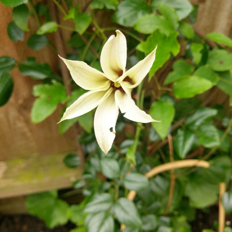 Plant image Clematis texensis 'Princess Kate'