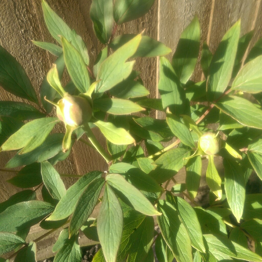 Plant image Paeonia x suffruticosa 'Jing Yu' syn. Paeonia x suffruticosa 'Xue Ta', Paeonia x suffruticosa 'Sai Xue Ta'