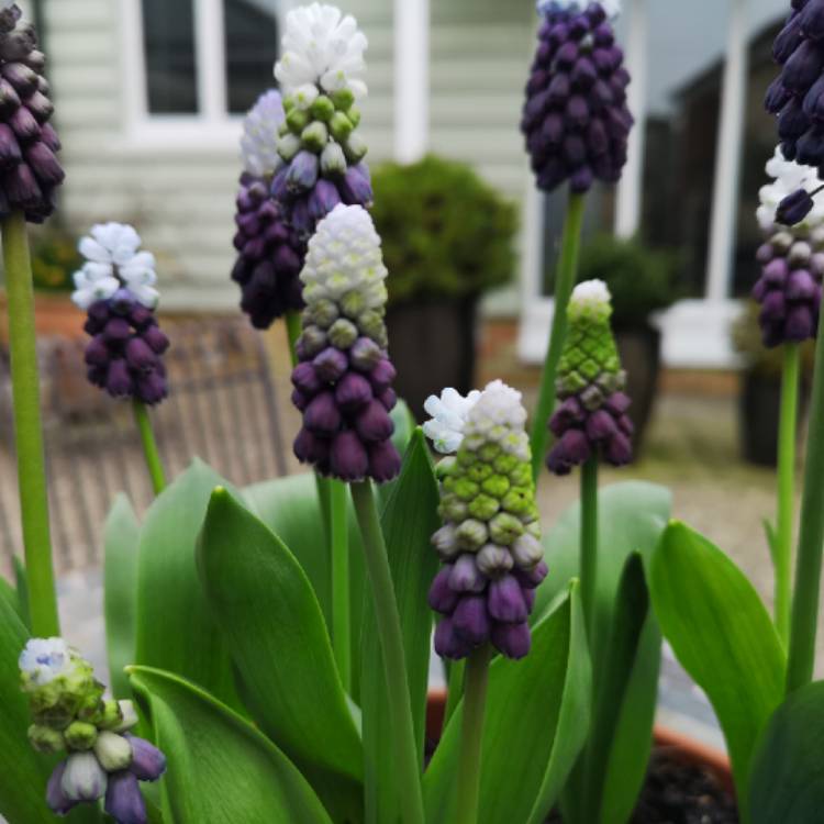 Plant image Muscari latifolium 'Grape Ice'