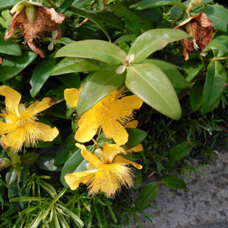 Plant image Hypericum calycinum