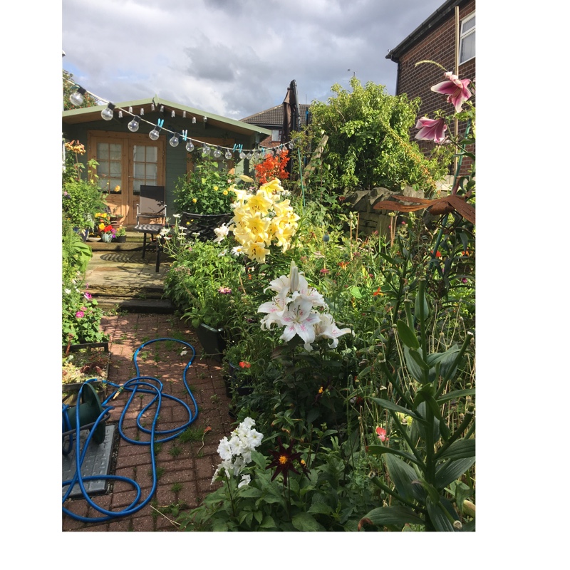 Lesley's garden